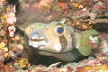   Puffer  